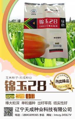 锦玉28玉米种