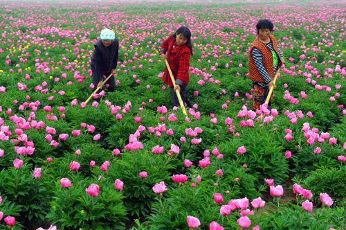 亳芍种植基地